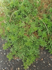 Potentilla paradoxa