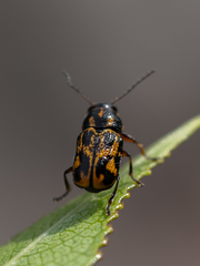 Pachybrachis hieroglyphicus