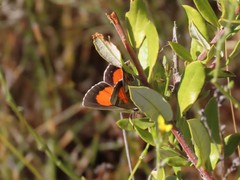Capys alphaeus alphaeus