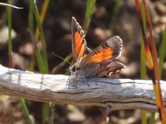 Capys alphaeus alphaeus