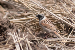 Emberiza yessoensis