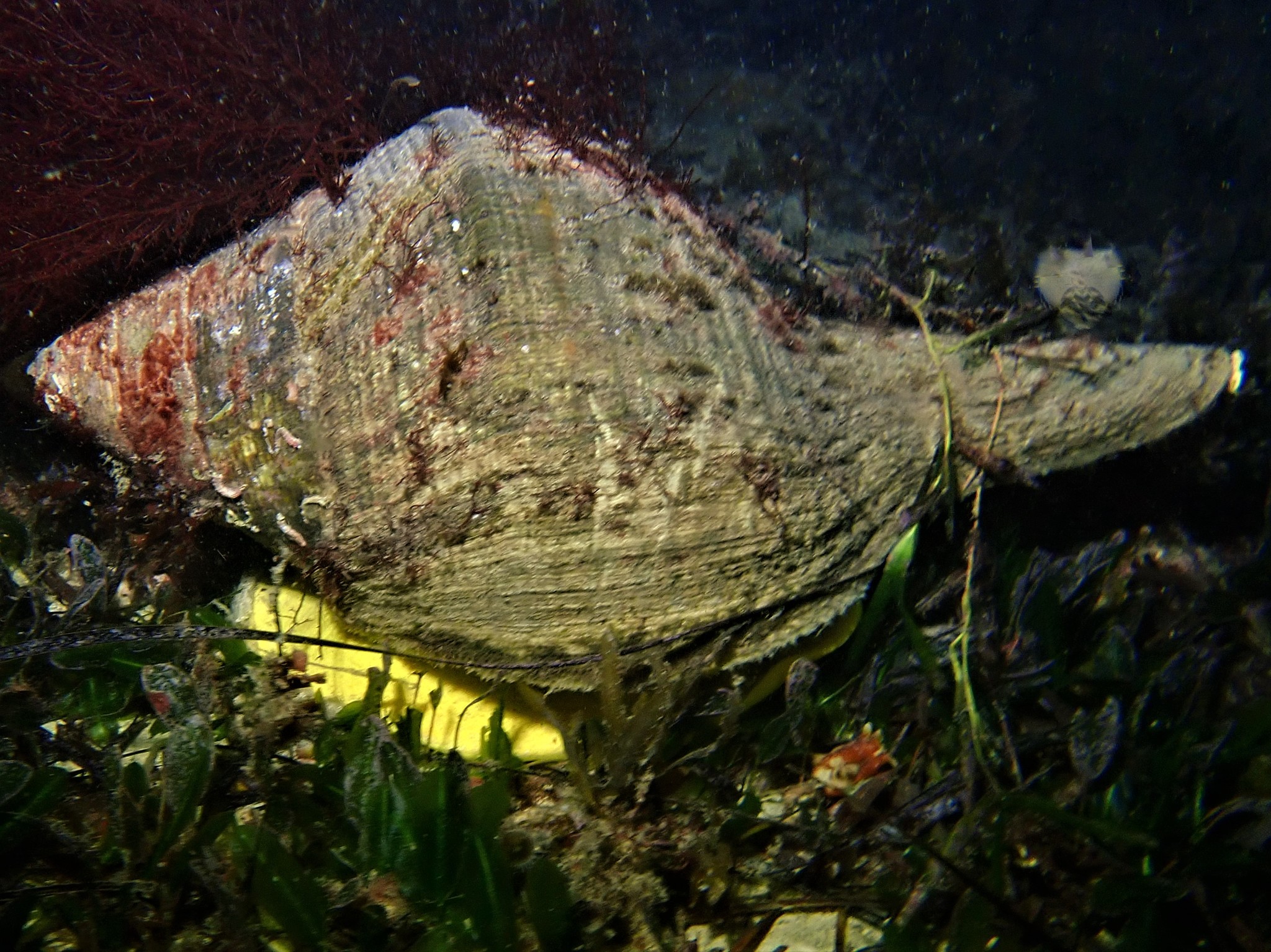 アラフラオオニシ (Syrinx aruana) · iNaturalist