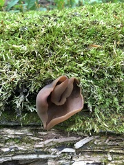 Gyromitra perlata