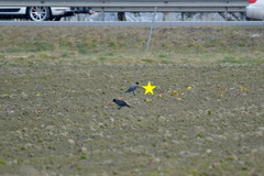 Corvus cornix × corone