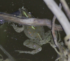 Pelophylax bedriagae
