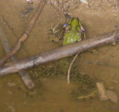 Pelophylax bedriagae