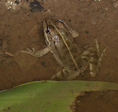 Pelophylax bedriagae