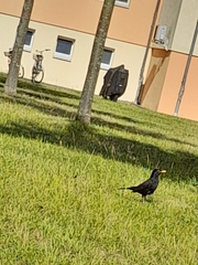 Turdus merula