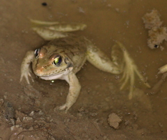 Pelophylax bedriagae