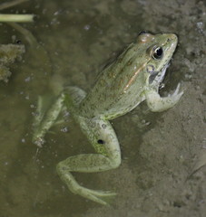 Pelophylax bedriagae