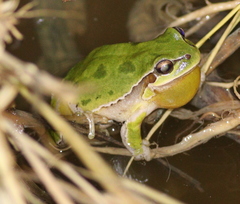 Hyla savignyi