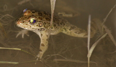 Pelophylax bedriagae