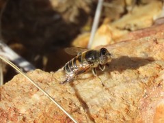 Eristalinus modestus