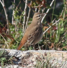 Cercotrichas galactotes