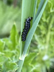 Zelotherses paleana