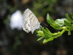 Leptotes marina
