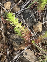 Sedum stenopetalum
