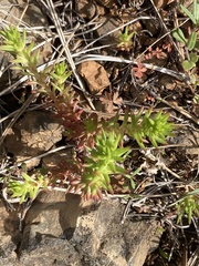 Sedum stenopetalum
