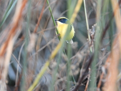 Tachuris rubrigastra