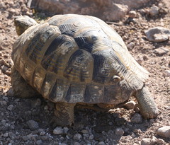 Testudo graeca