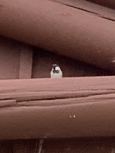 House Sparrow photographed in Wisconsin