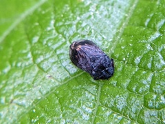 Penthimia americana