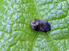 Penthimia americana