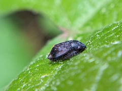 Penthimia americana