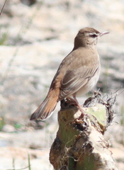 Cercotrichas galactotes