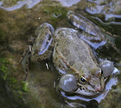 Pelophylax bedriagae