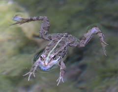 Pelophylax bedriagae