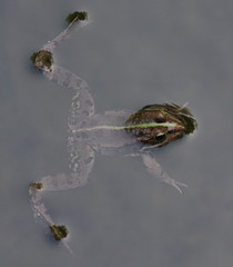 Pelophylax bedriagae