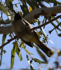 Pycnonotus xanthopygos