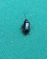 Alticina