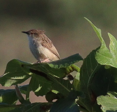 Prinia lepida