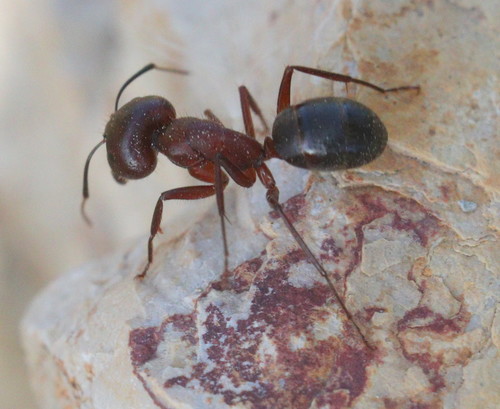 Camponotus festaiCamponotus festai