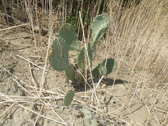 Opuntia