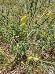 Asparagus prostratus