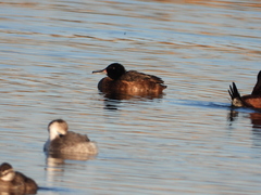 Heteronetta atricapilla