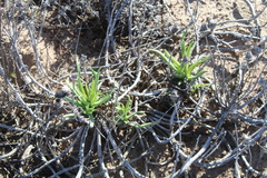 Conicosia pugioniformis