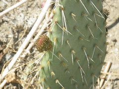 Opuntia