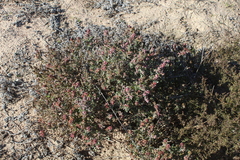 Exomis microphylla