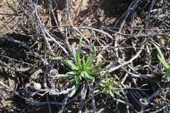 Conicosia pugioniformis