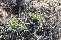 Conicosia pugioniformis