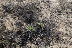 Conicosia pugioniformis