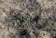 Conicosia pugioniformis