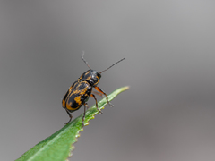 Pachybrachis hieroglyphicus