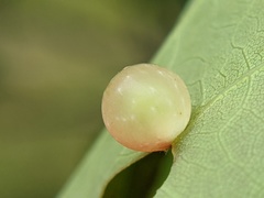 Amphibolips nubilipennis
