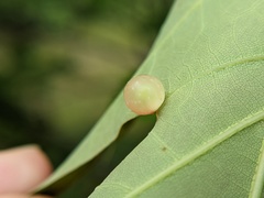 Amphibolips nubilipennis