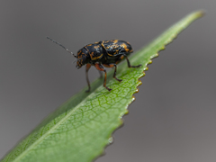 Pachybrachis hieroglyphicus